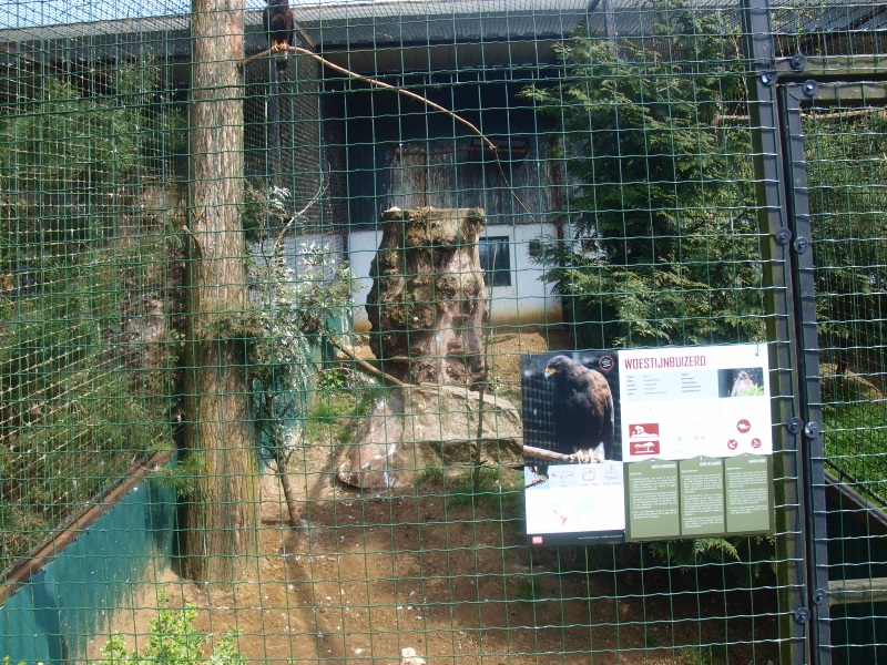 Harris' hawk aviary (April 19th, 2015)