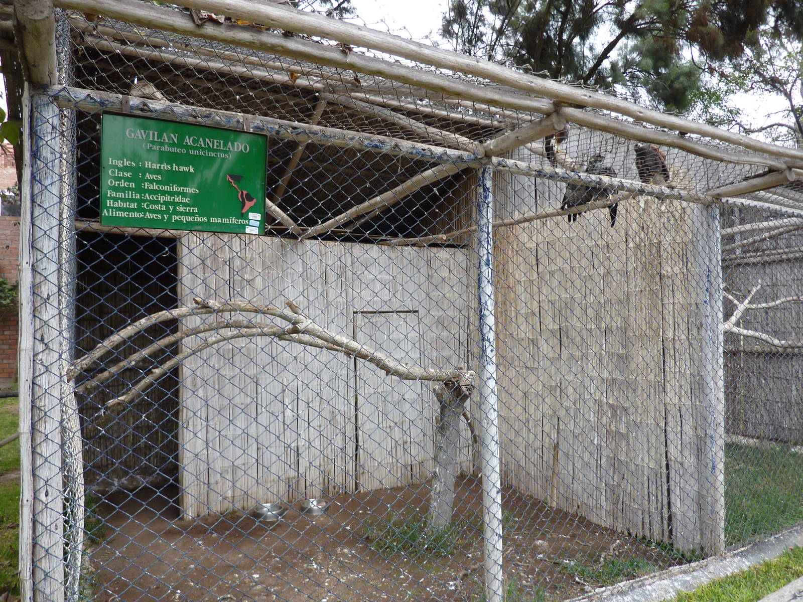 Harris' Hawk aviary