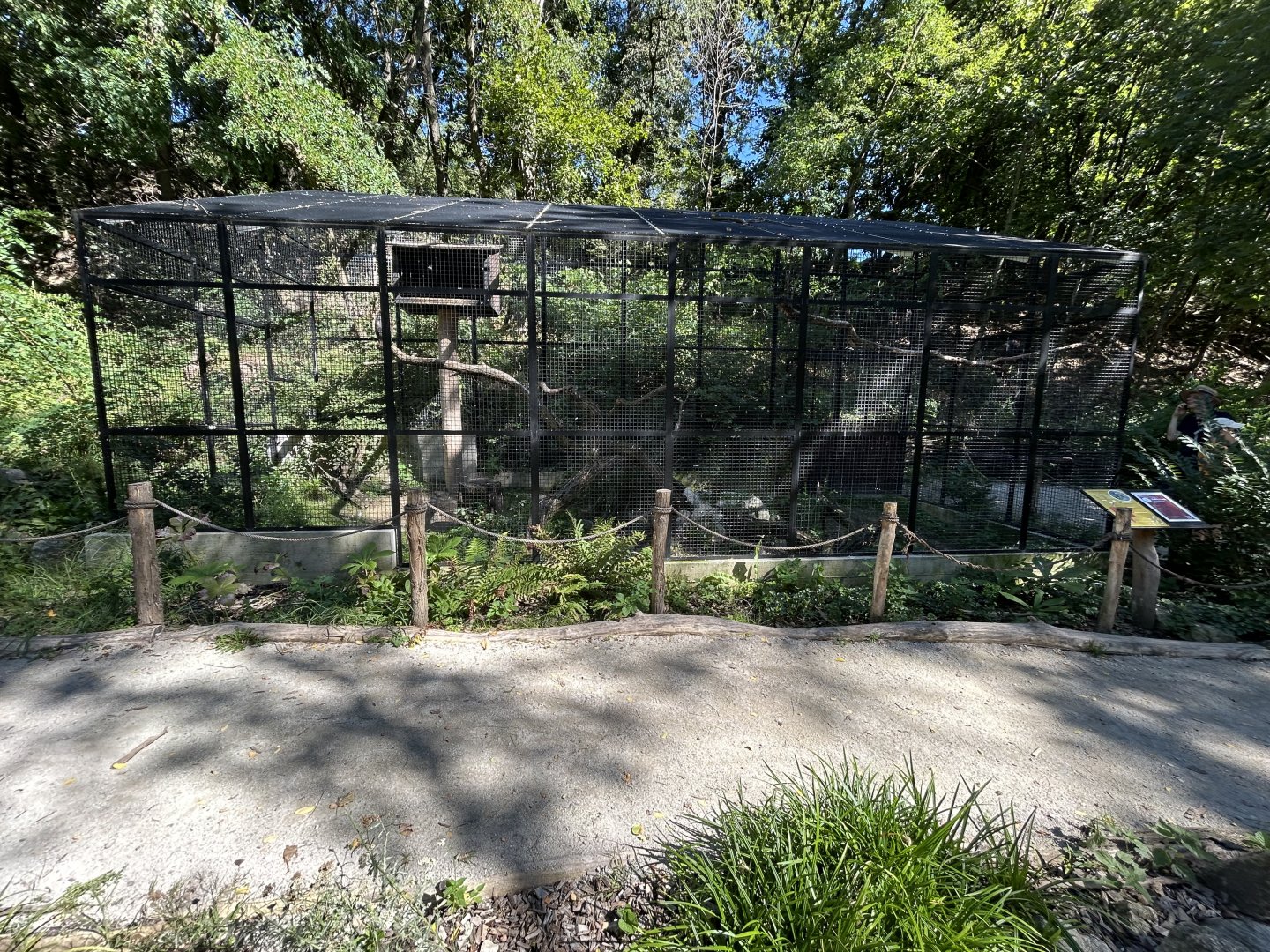 Harris’ Hawk Aviary