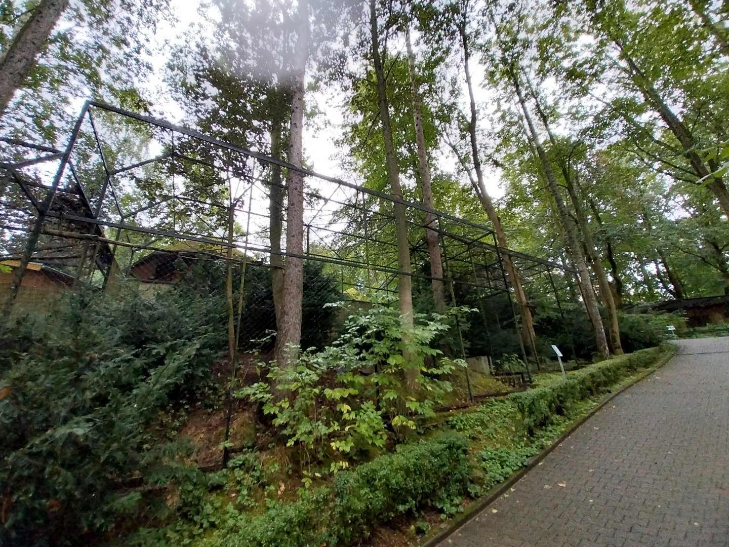 Harris' Hawk aviarys