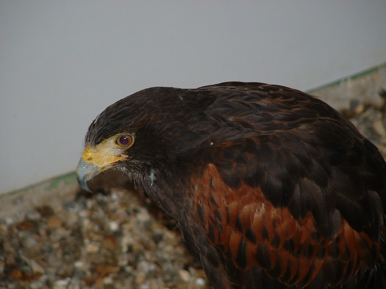 Harris Hawk - Eagle Heights 2006