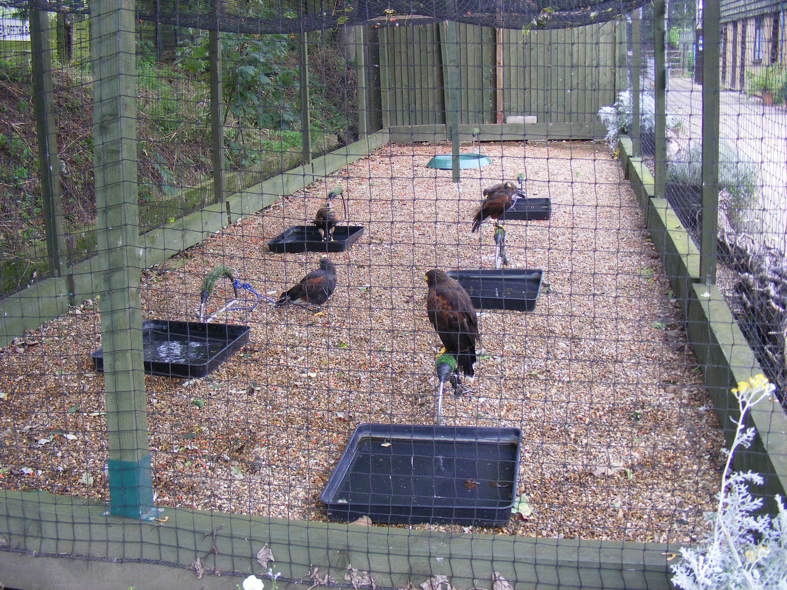Harris hawk enclosure at Eagle Heights, 10 September 2011
