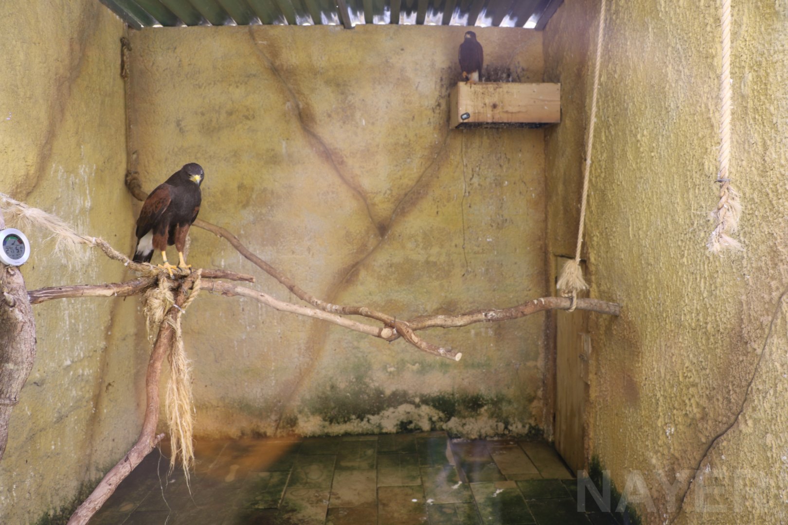 Harris hawk enclosure - Wildlife Park Malta, June 2019