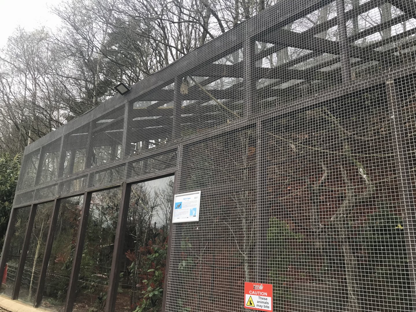 Harris hawk enclosure