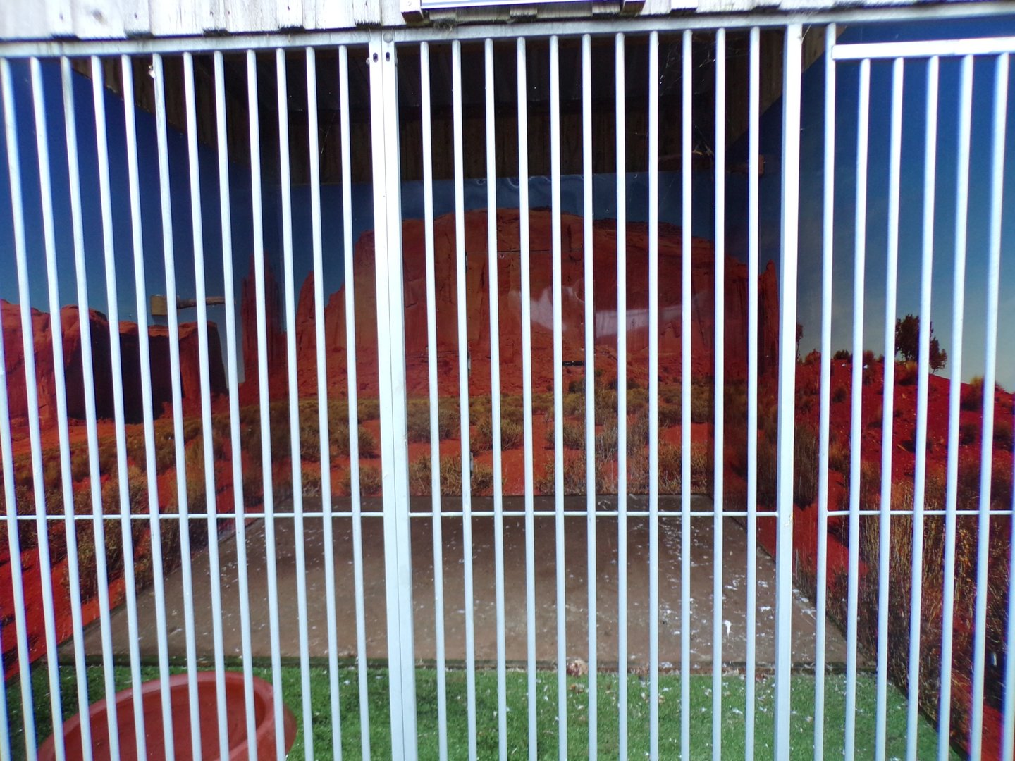 Harris hawk enclosure