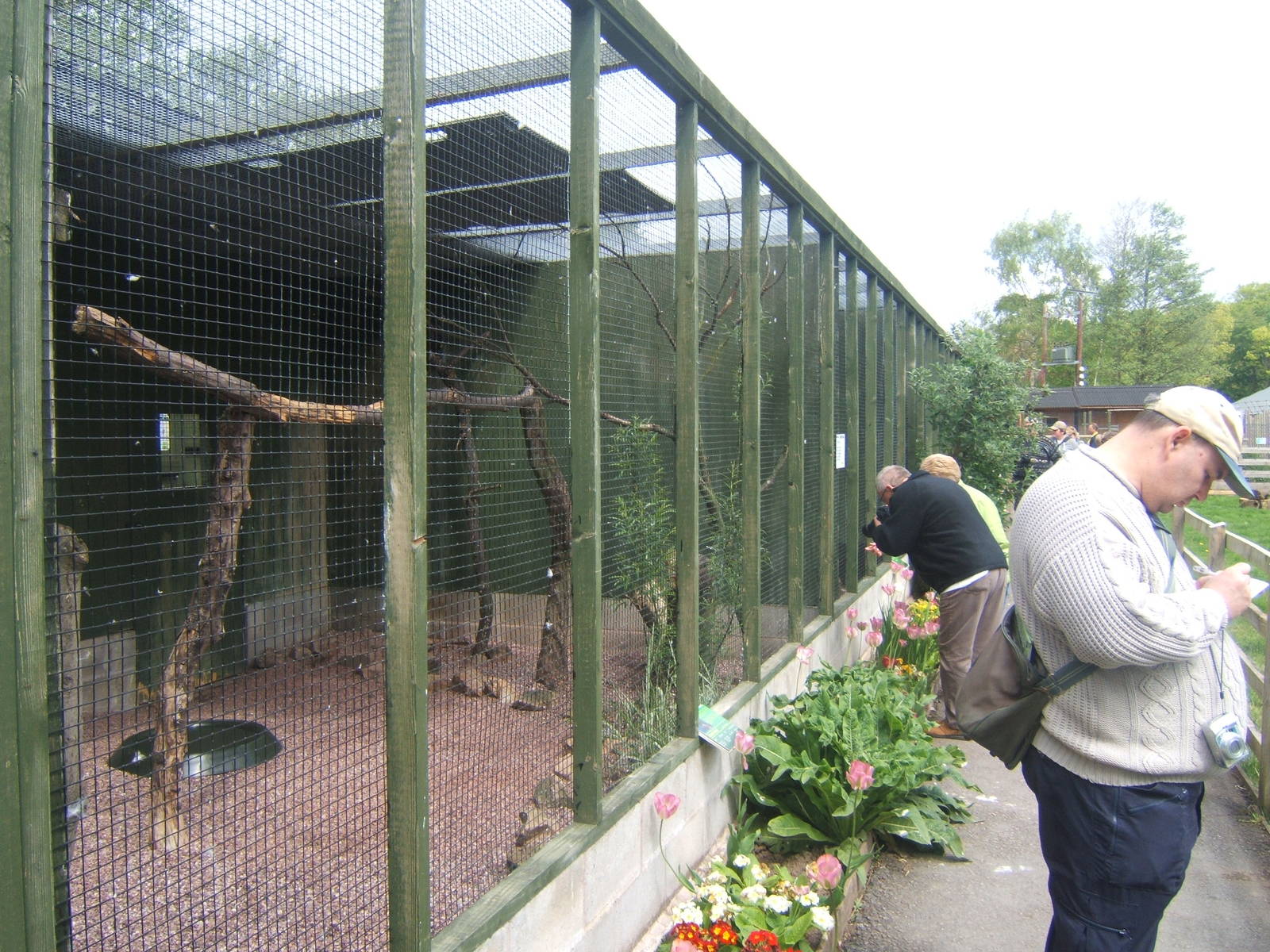 Harris Hawk enclosure