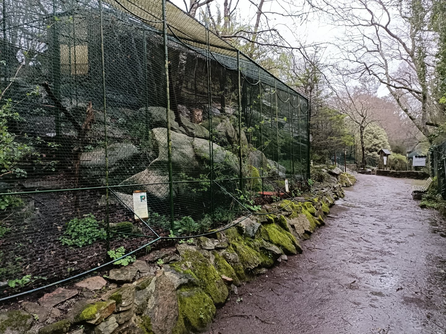 Harris hawk exhibit - Avifauna Lugo