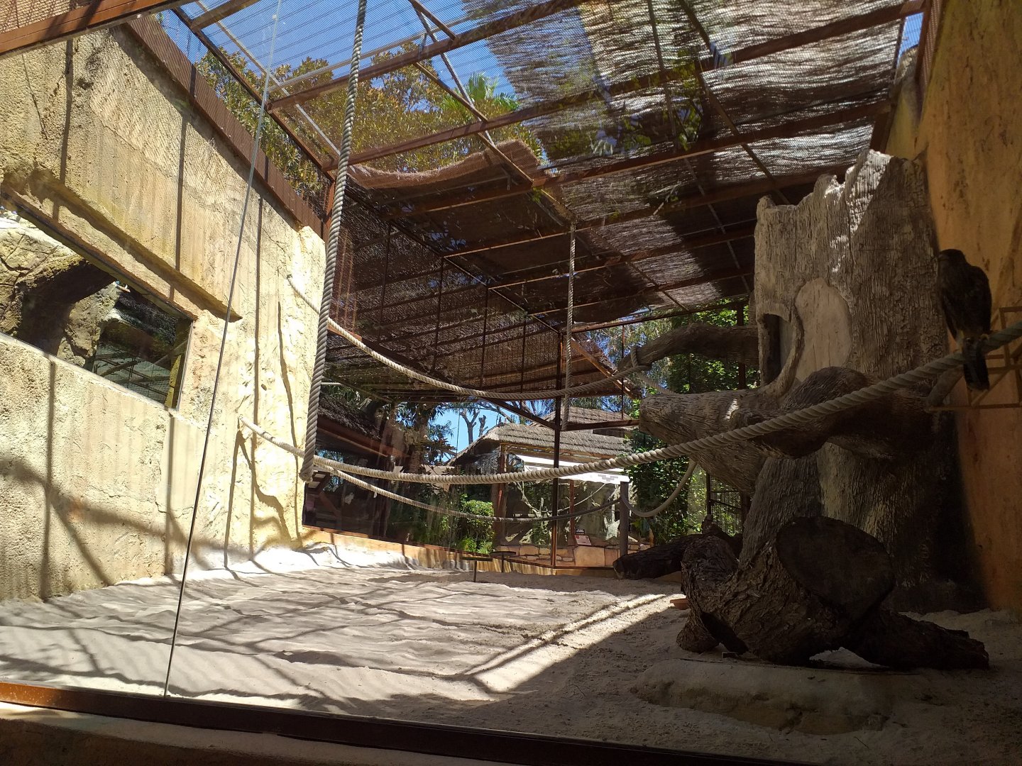 Harris' hawk exhibit -MundoMar Benidorm (2021)