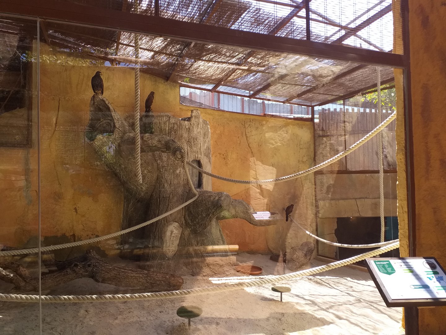 Harris' hawk exhibit -MundoMar Benidorm (2021)