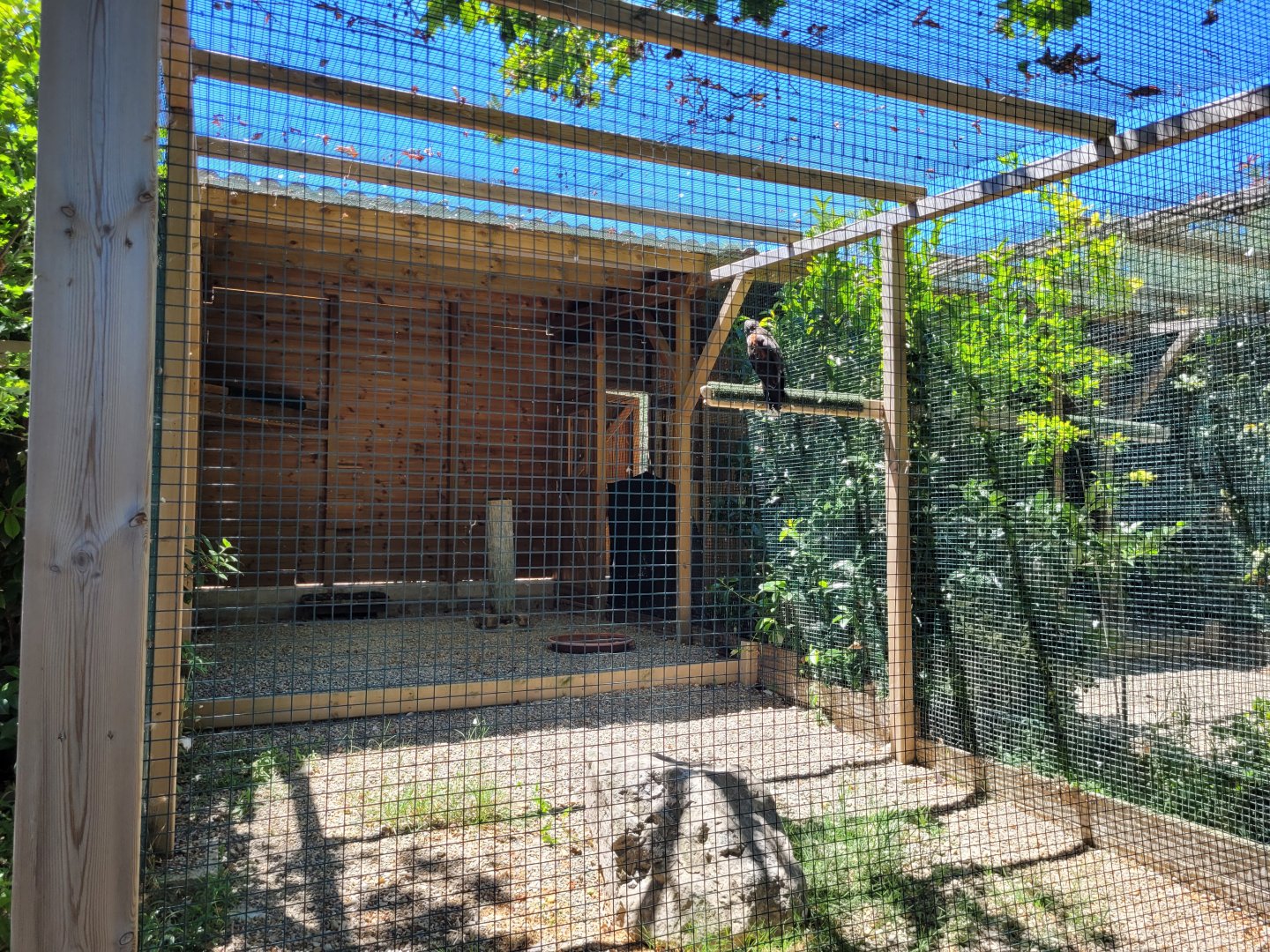 Harris' hawk exhibit -Sendaviva (2024)