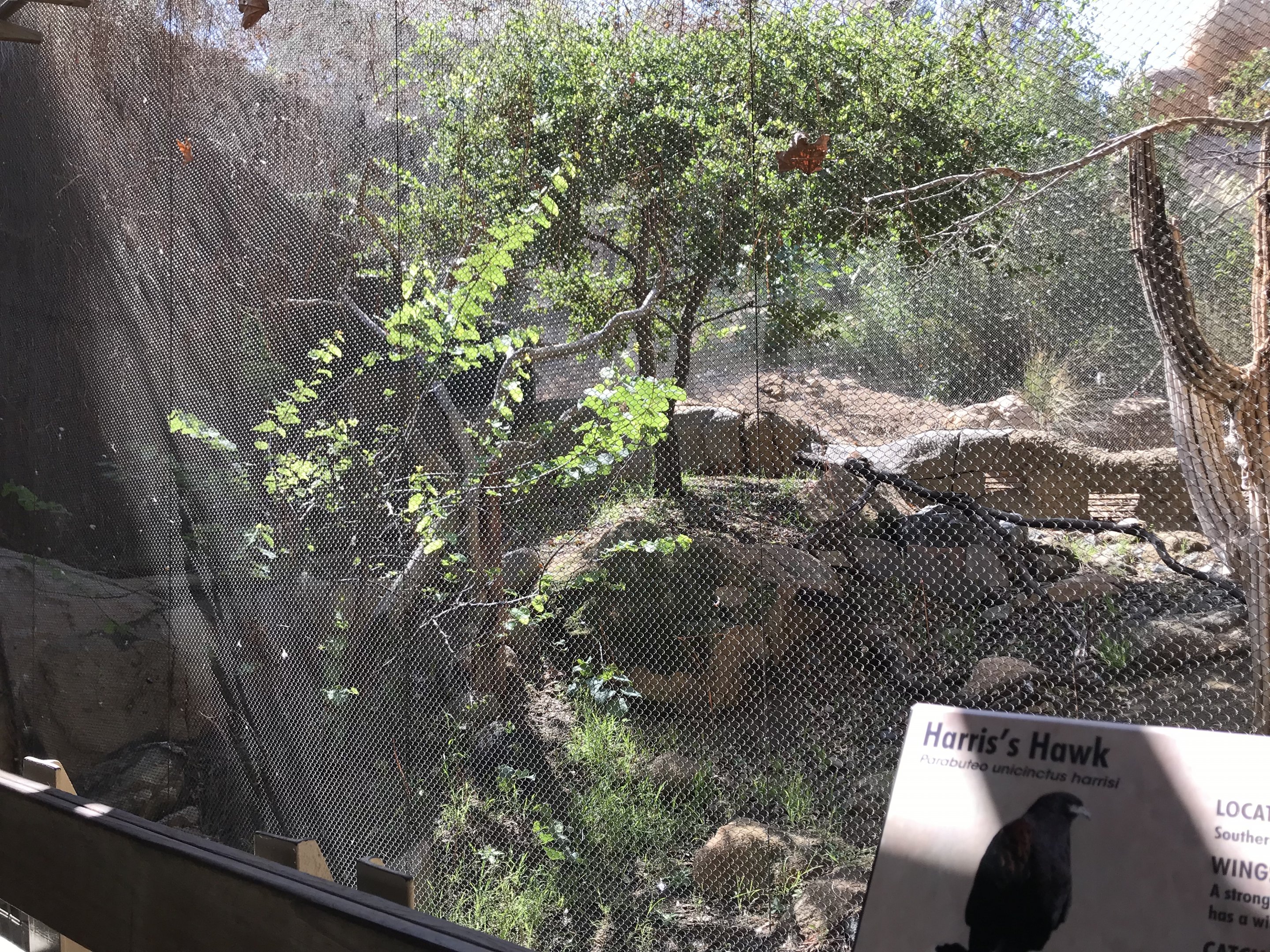 Harris' Hawk Exhibit