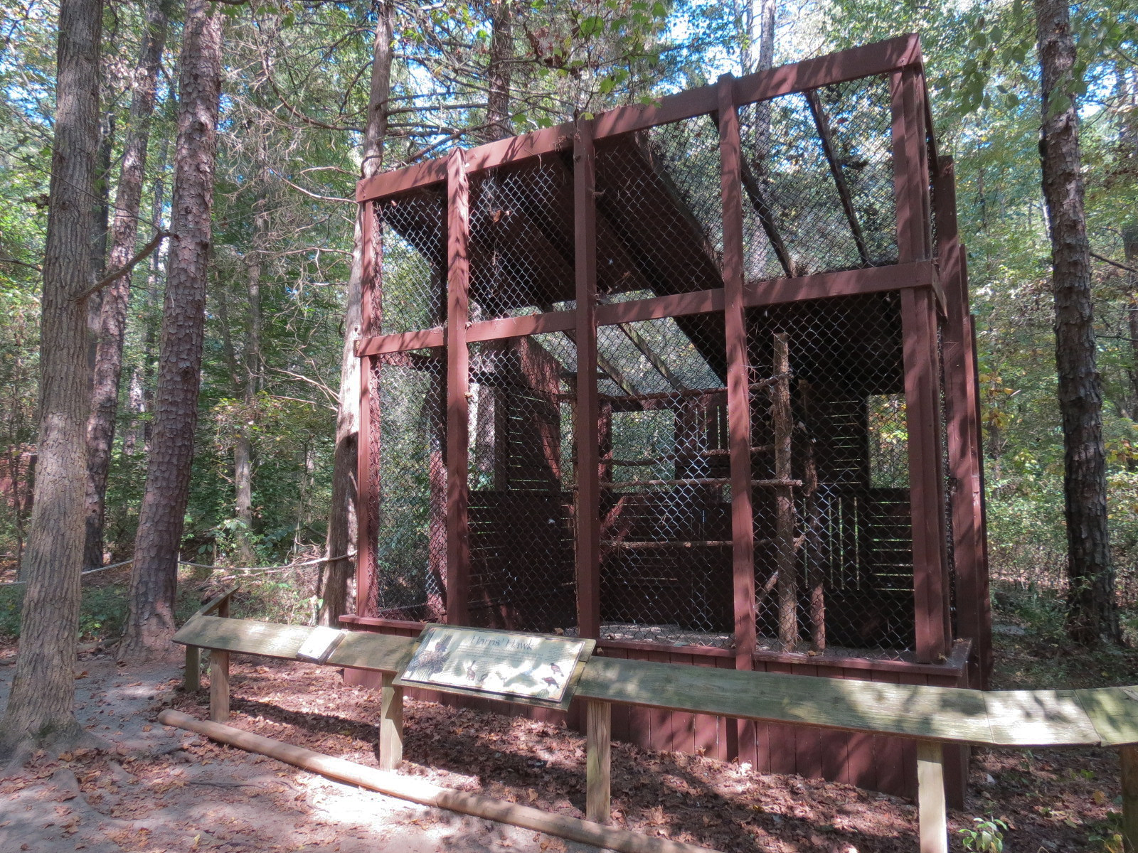 Harris' Hawk Exhibit