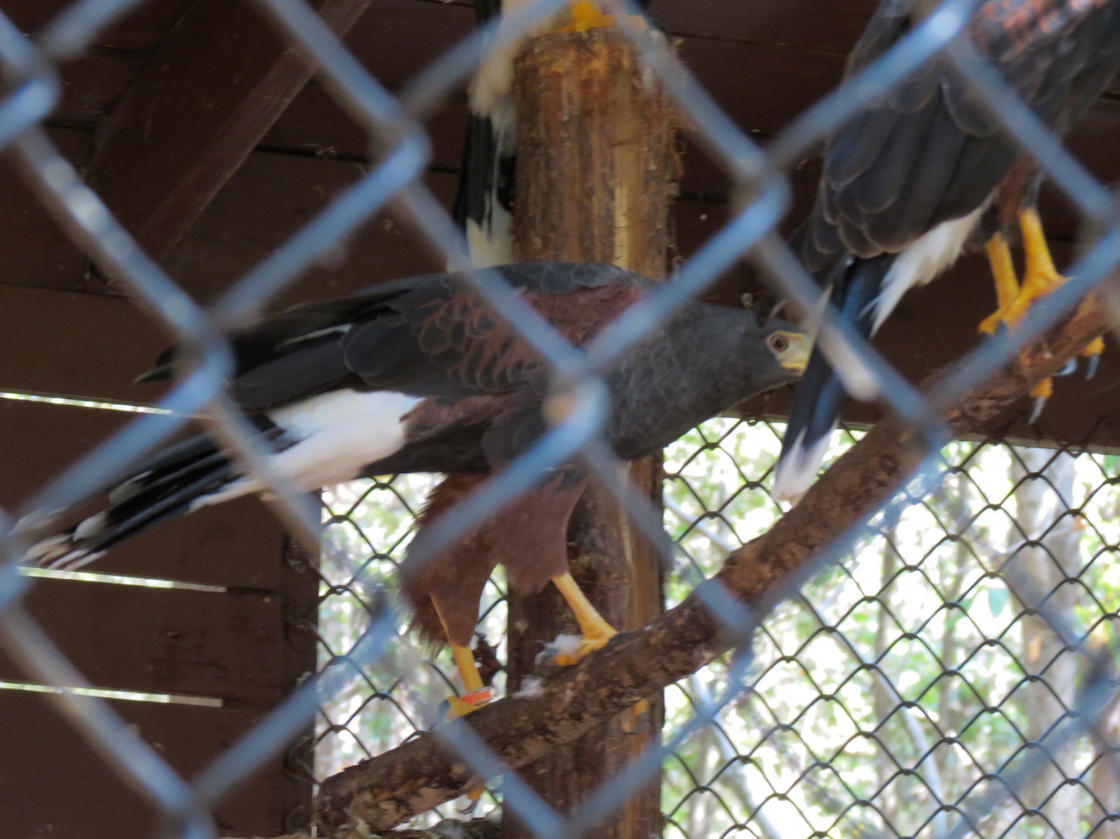 Harris' Hawk Exhibit