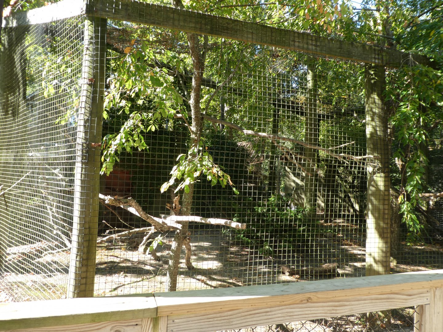 Harris' Hawk Exhibit