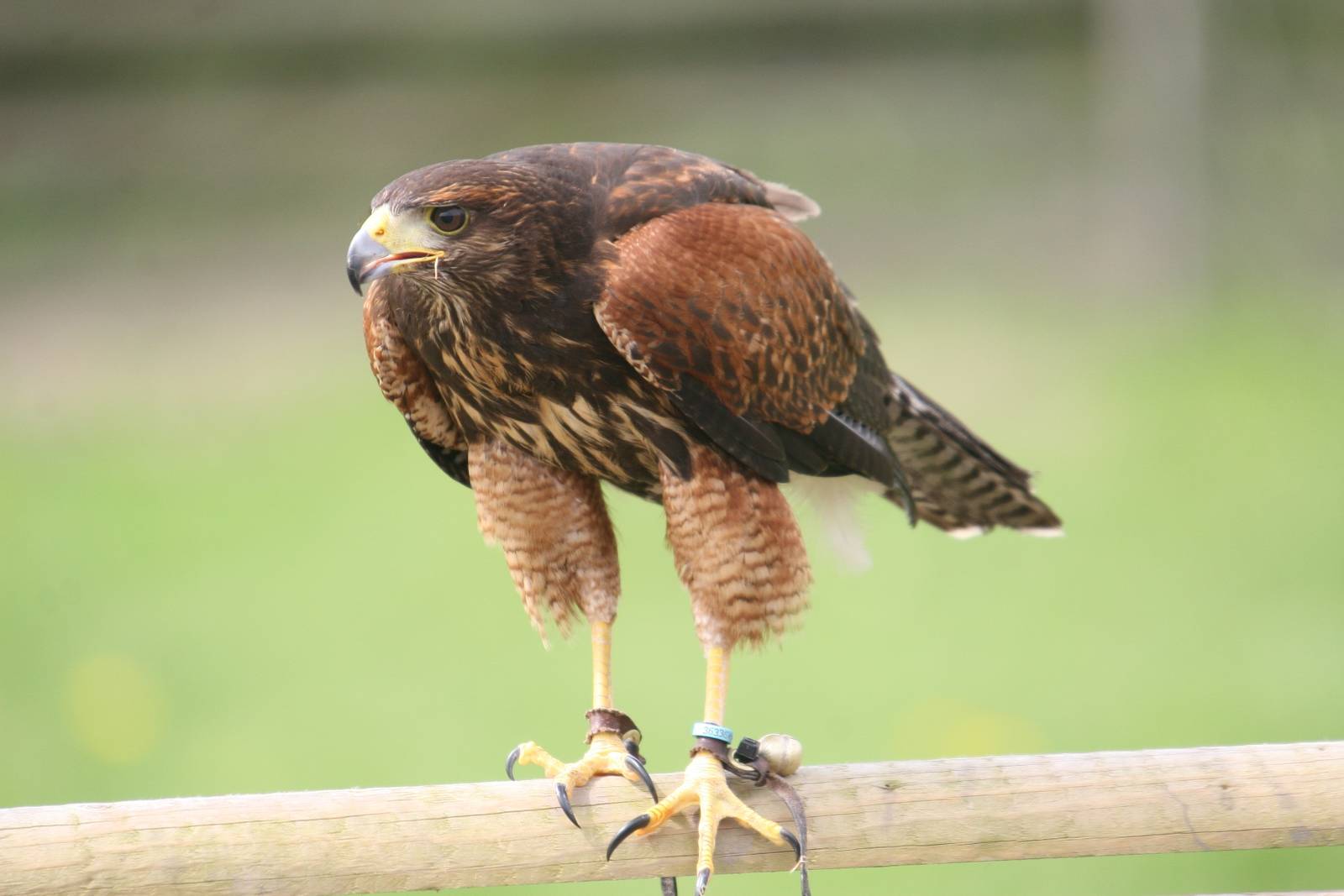 Harris Hawk, Gauntlet 2008