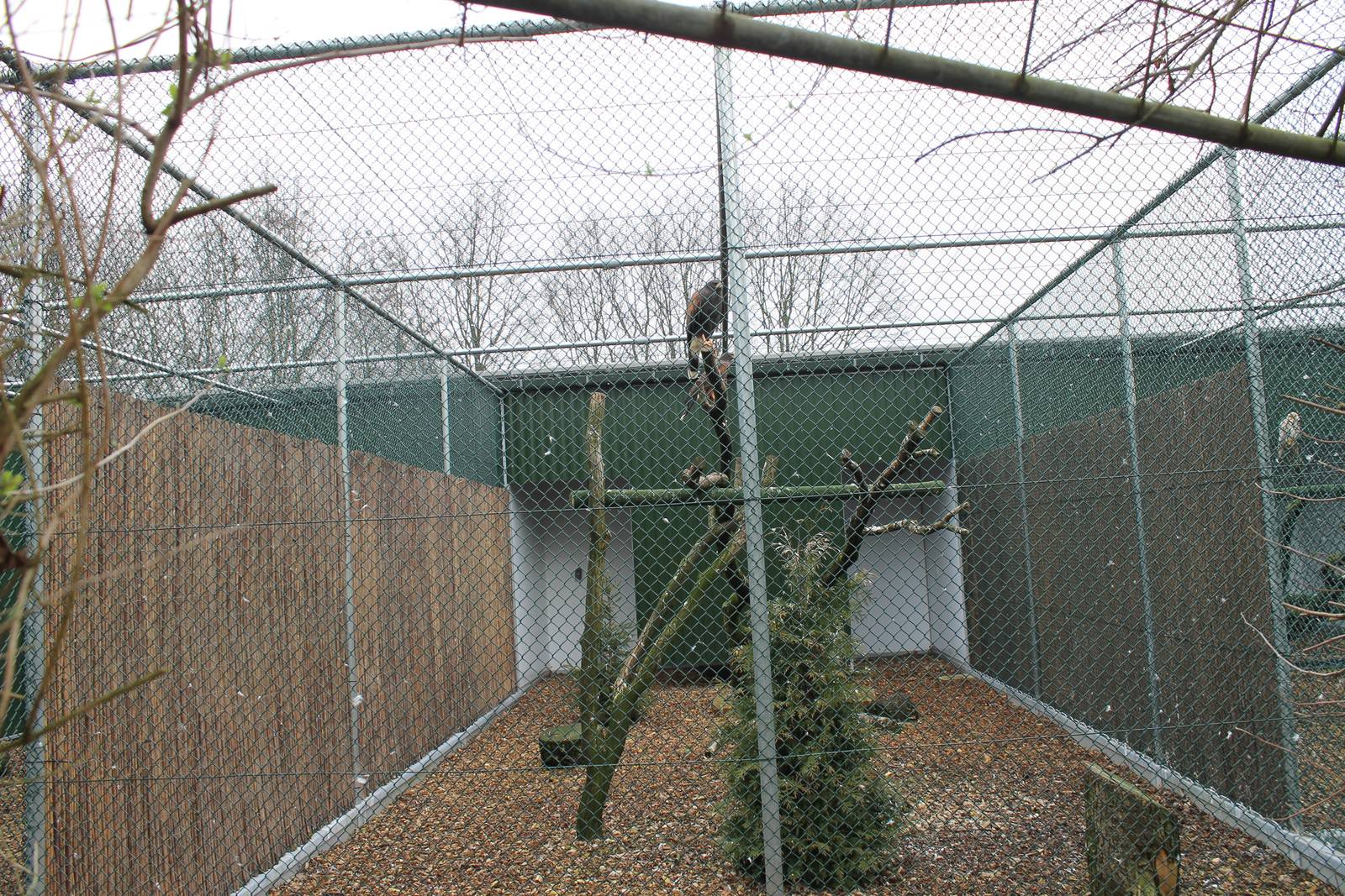 Harris hawk in new aviary