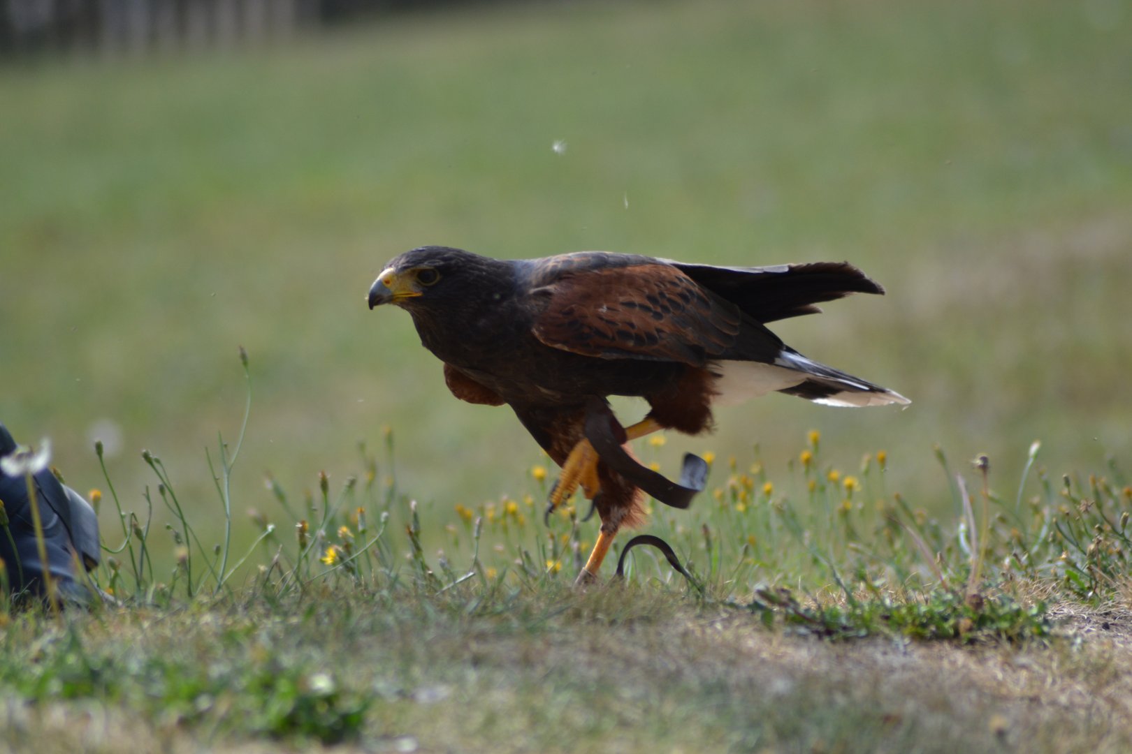Harris' hawk in the bird show "Wings" at Kolmården