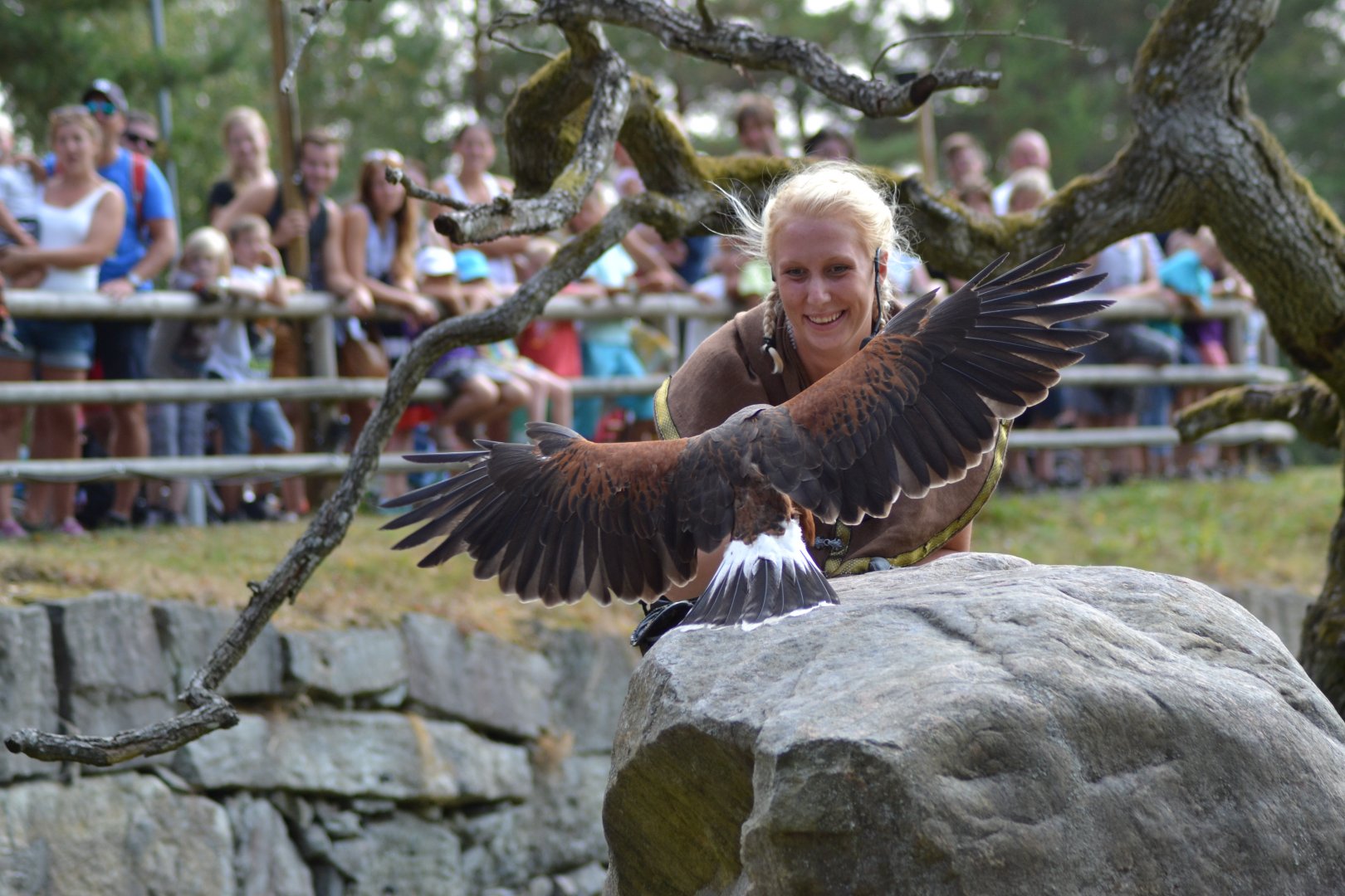 Harris' hawk in the bird show "Wings" at Kolmården