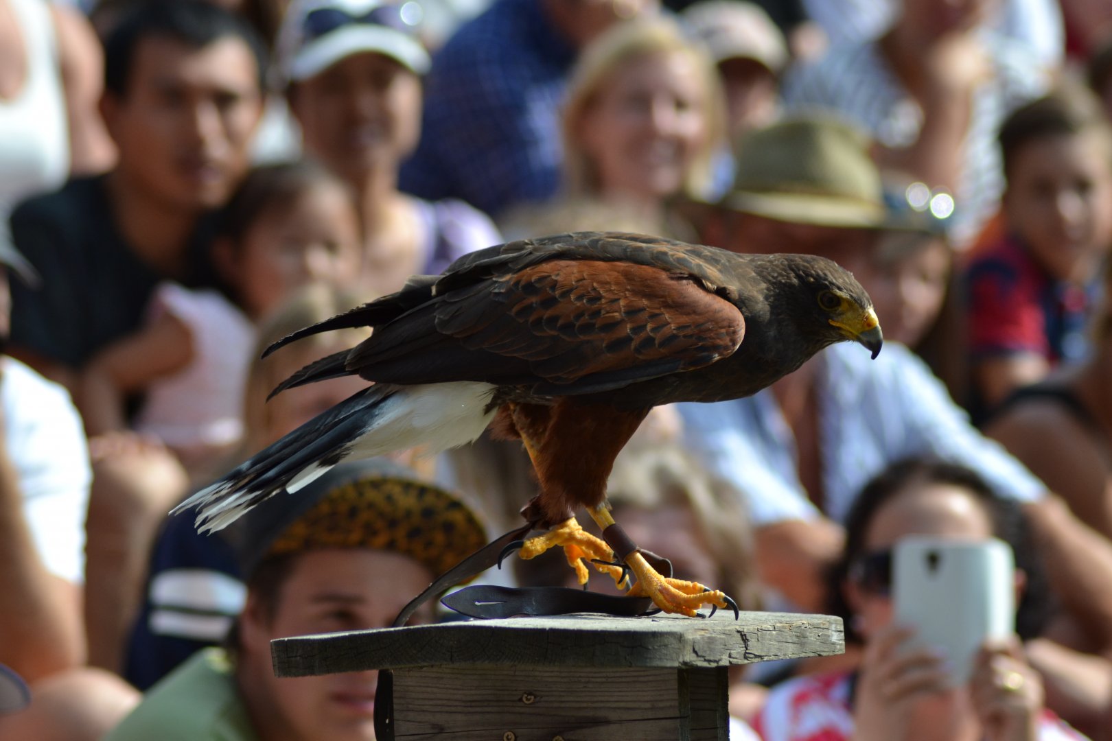 Harris' hawk in the bird show "Wings" at Kolmården