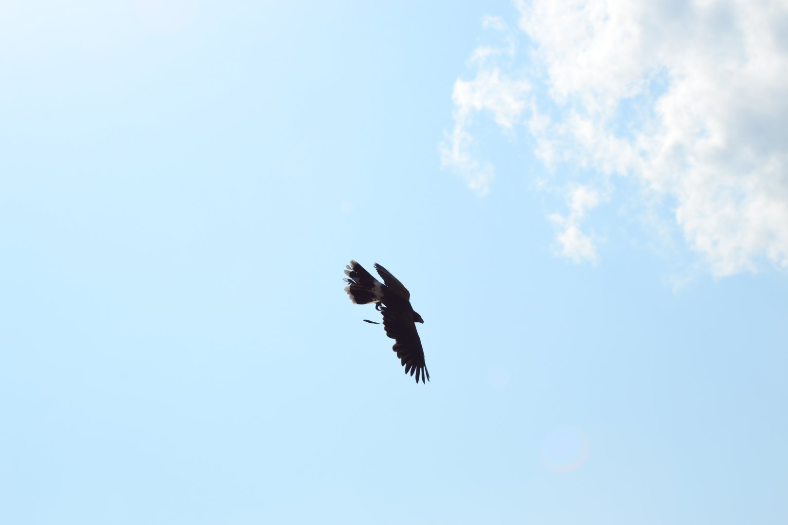 Harris' hawk in the bird show "Wings" at Kolmården