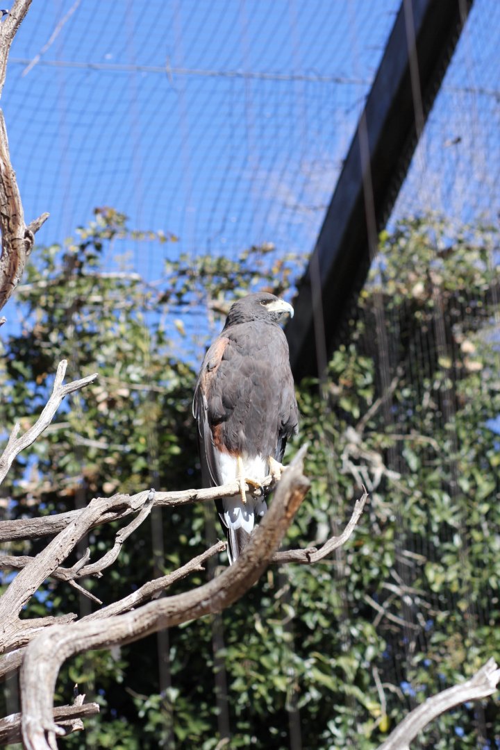Harris Hawk Jan. 16, 2016