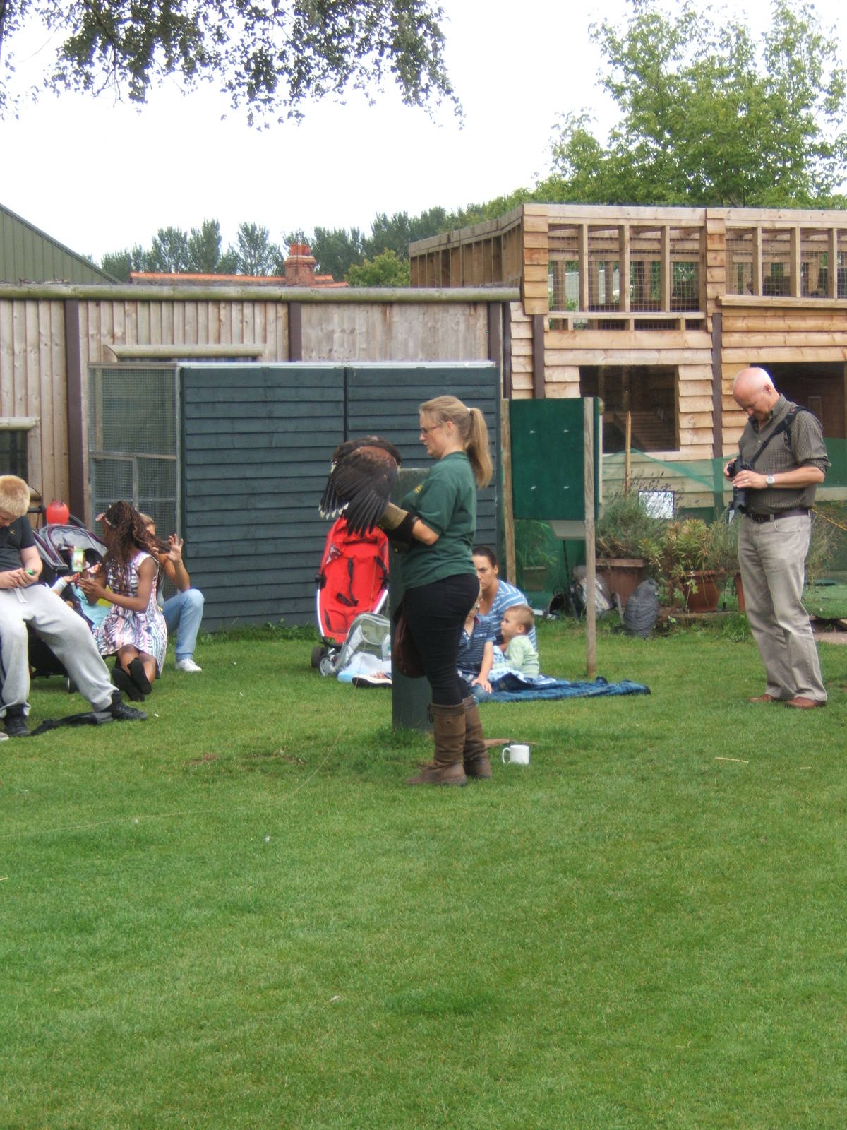 Harris Hawk just landed on the glove