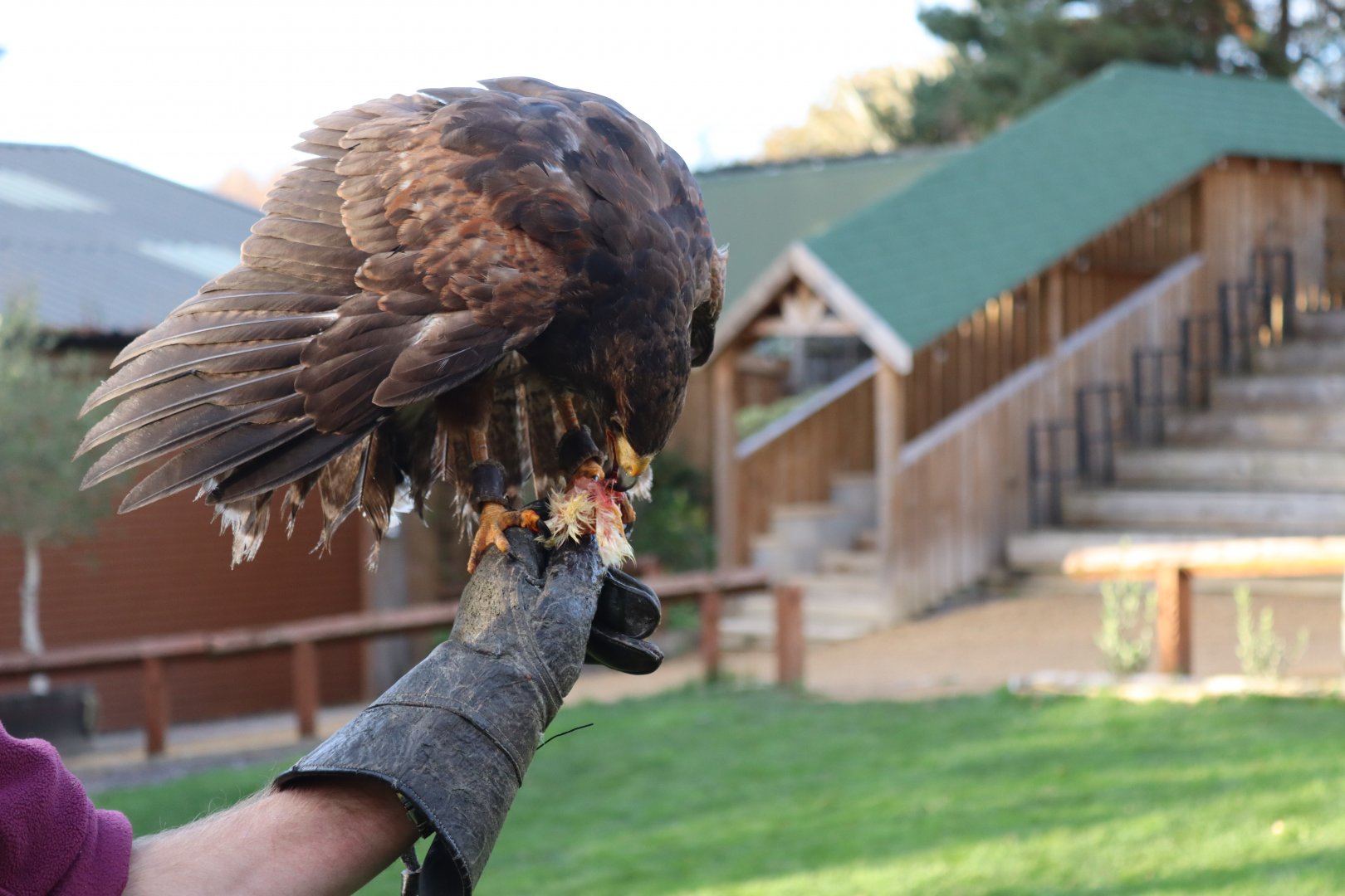 Harris Hawk [Nov 2021]