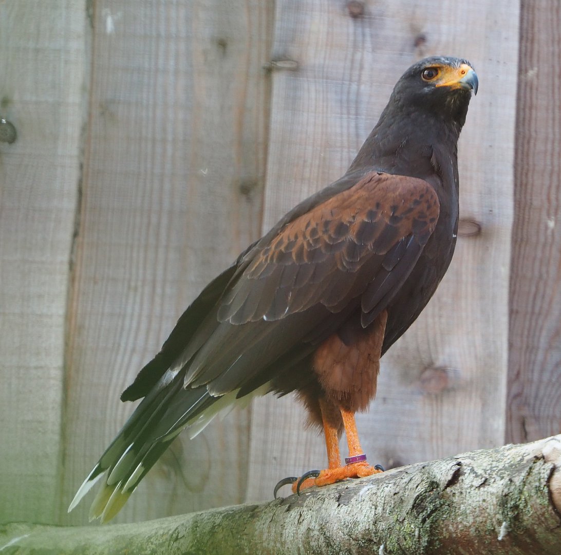Harris' hawk (Parabuteo unicinctus), 2020-09-12