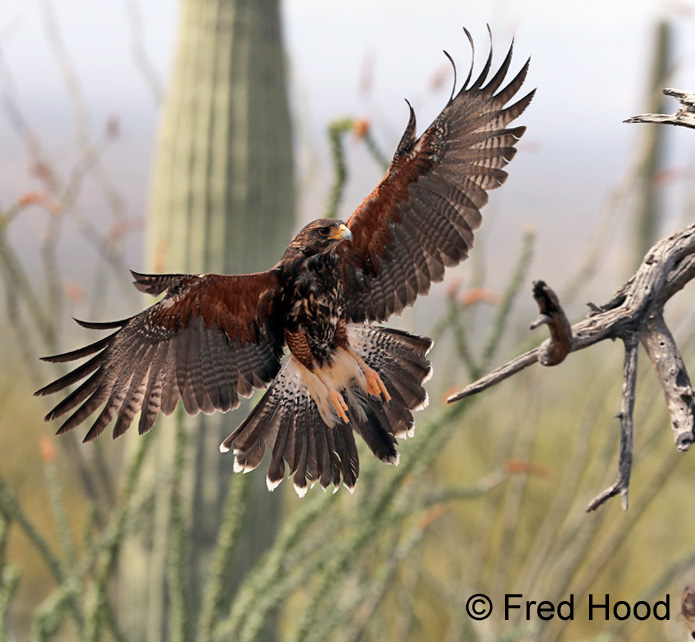 harris' hawk (raptor free flight demo)