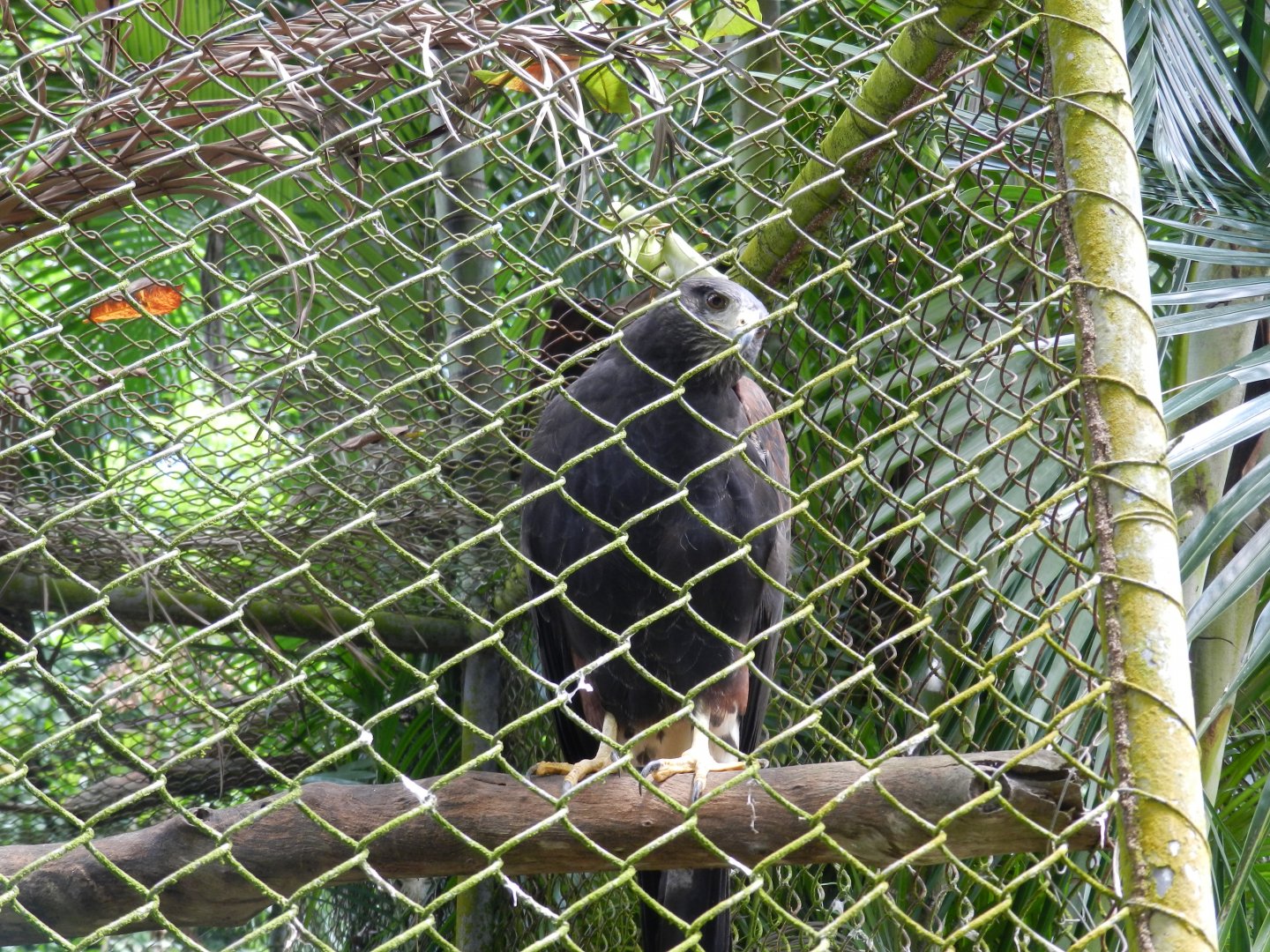 Harris hawk - Salvador zoo (PZGV)