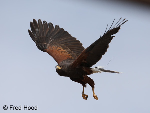 harris hawk with transmitter