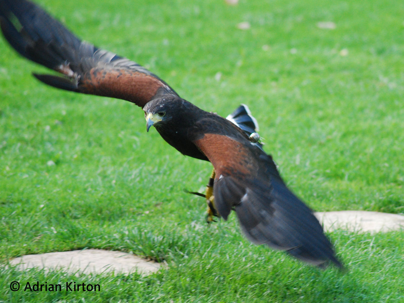 HARRIS HAWK