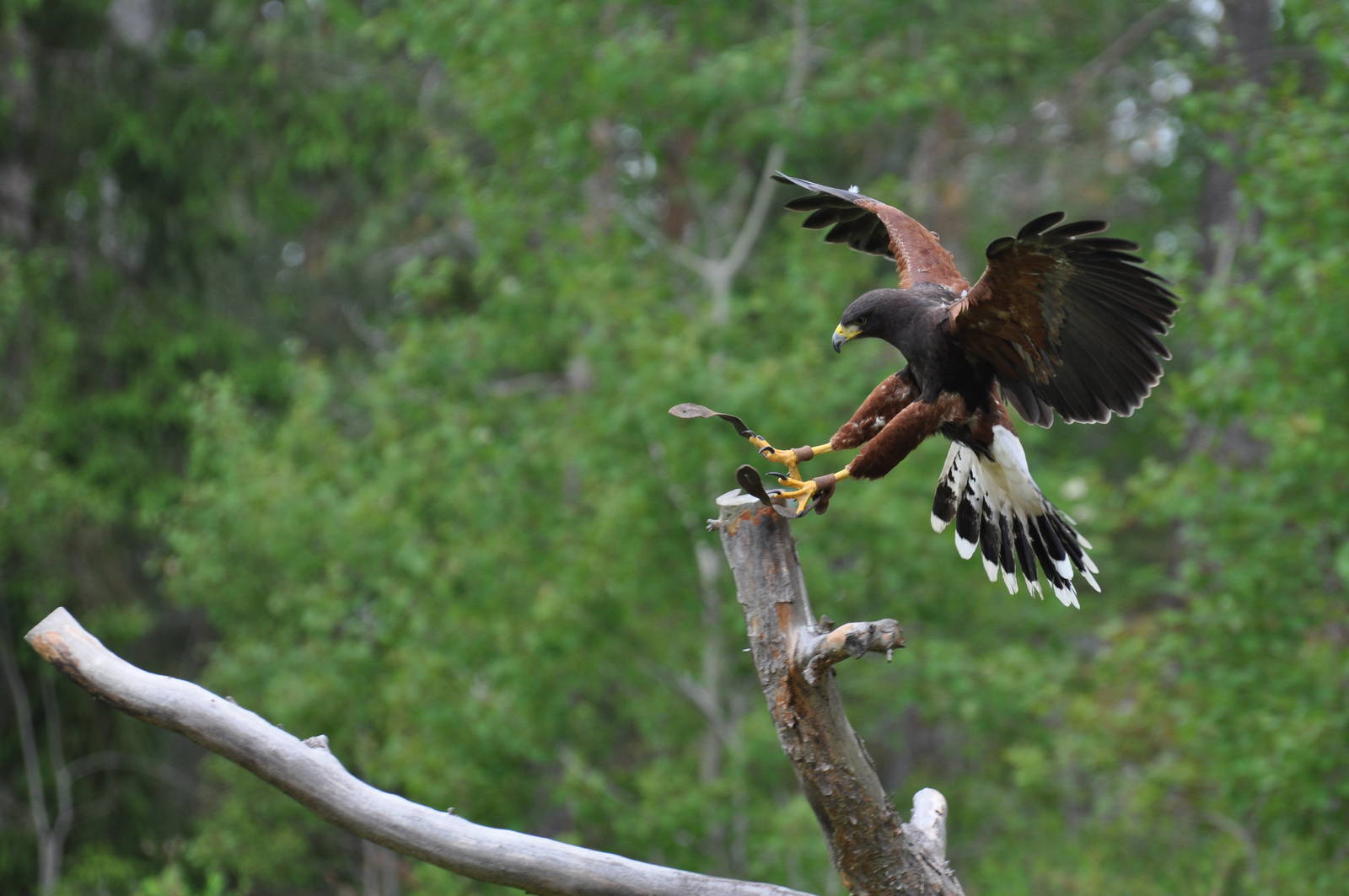 Harris Hawk