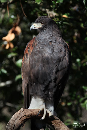 harris hawk