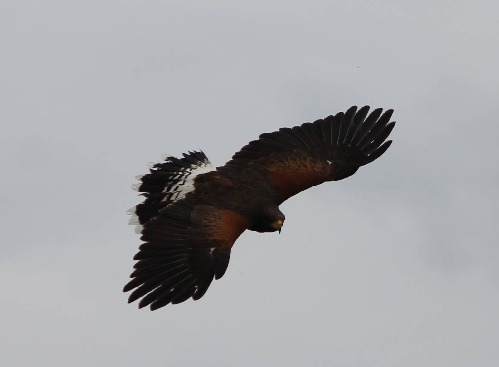 harris hawk