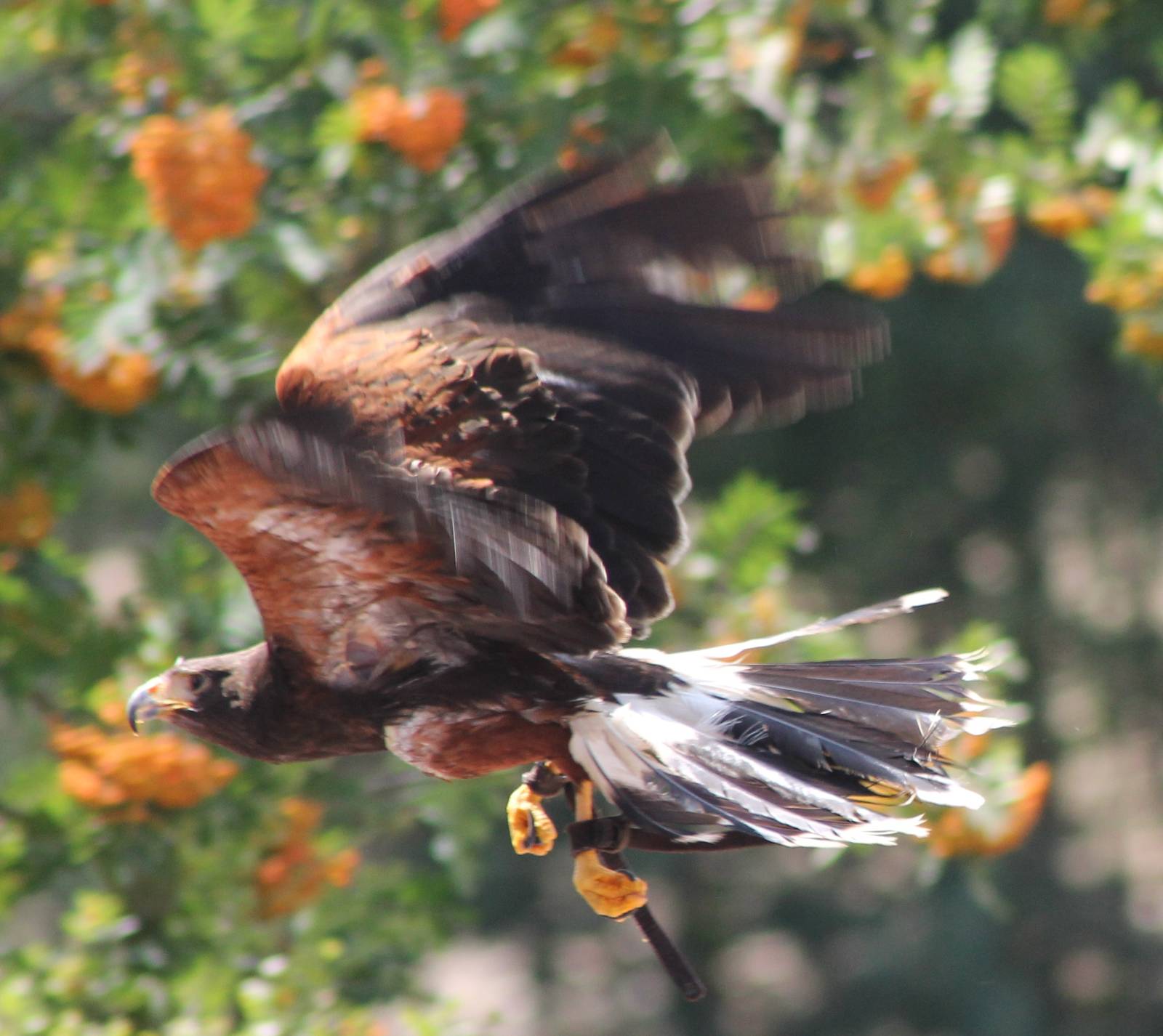 Harris hawk