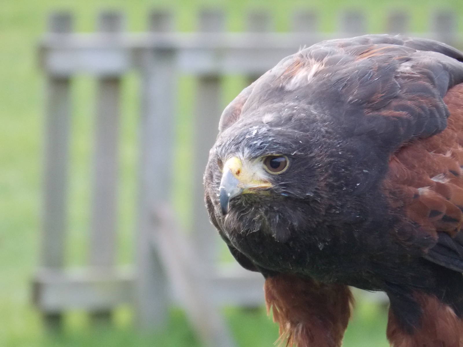Harris Hawk