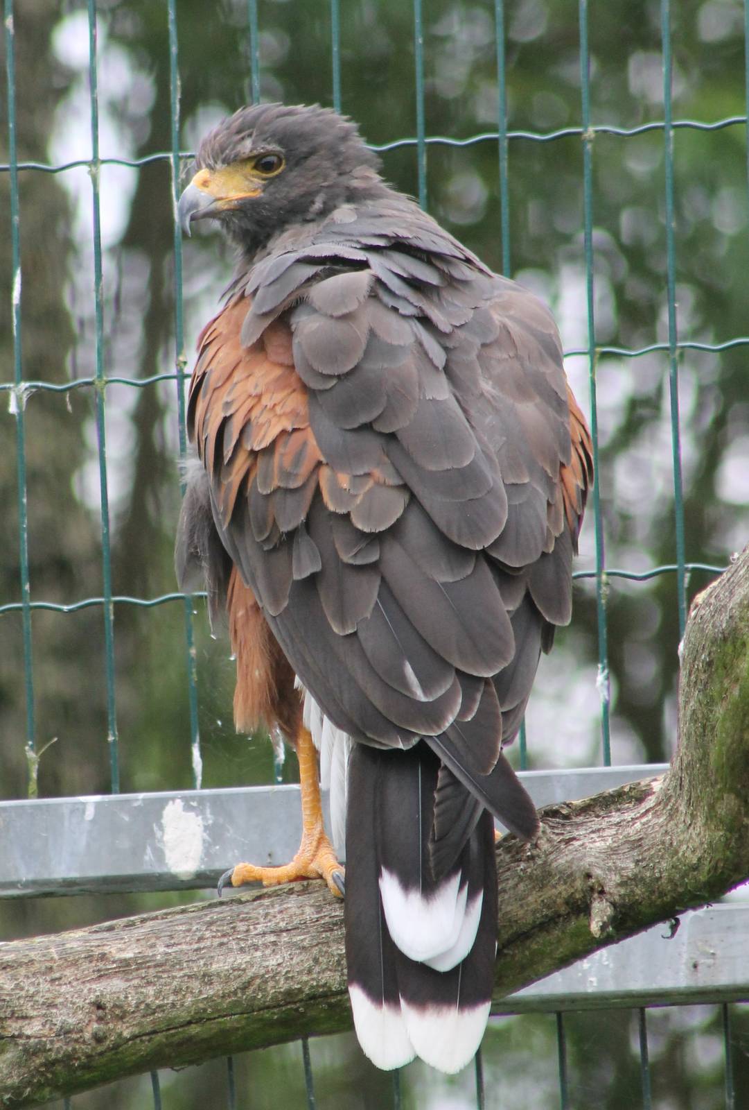 Harris hawk