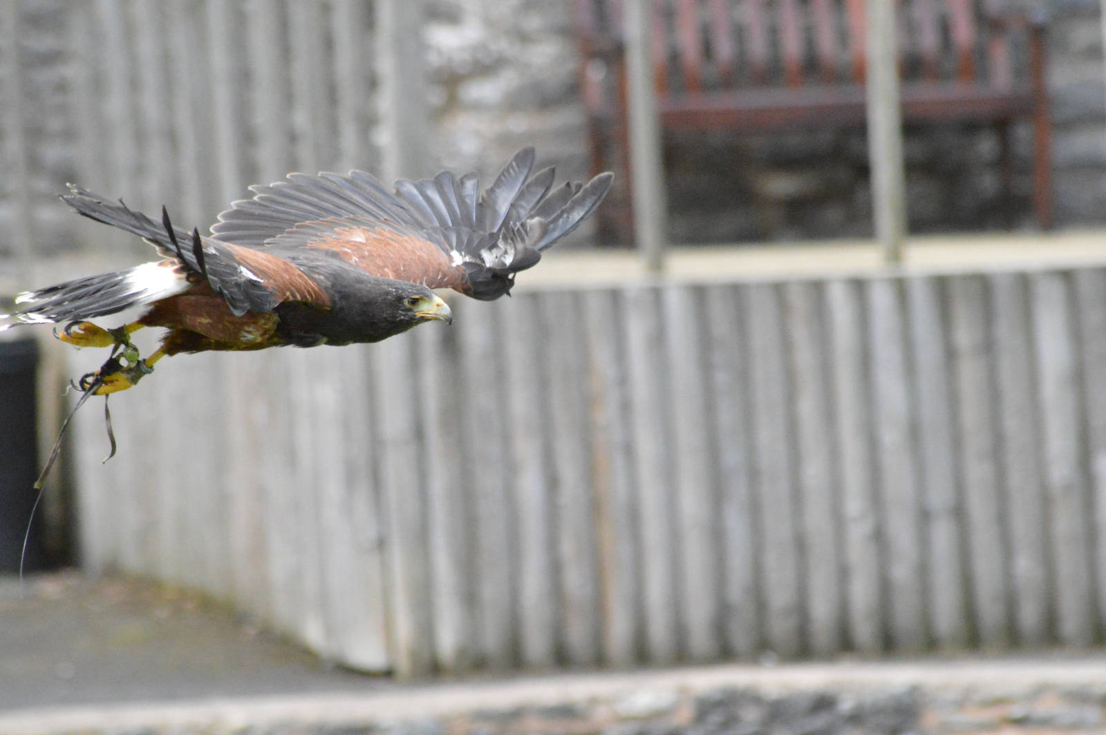 Harris Hawk