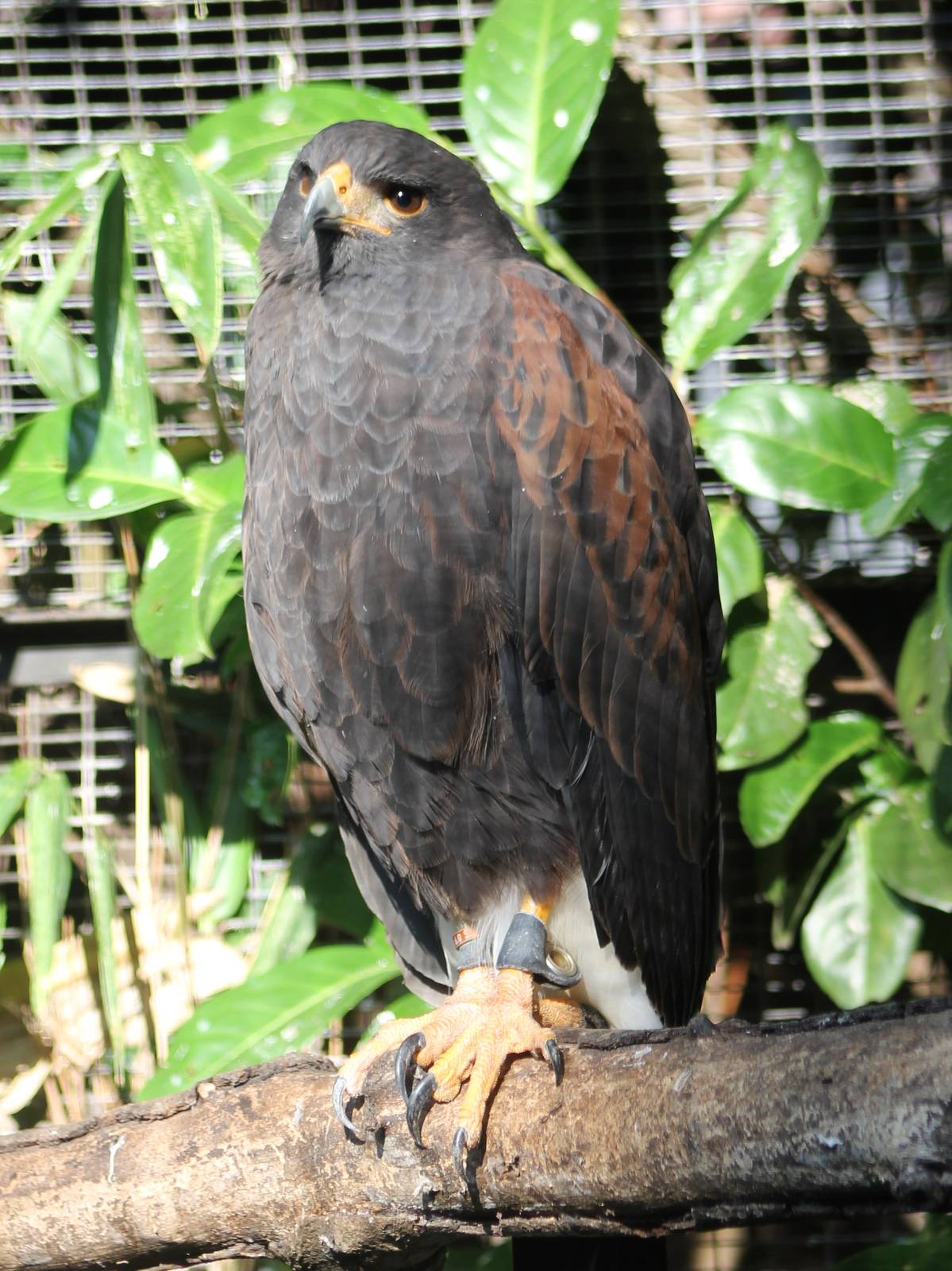 Harris hawk