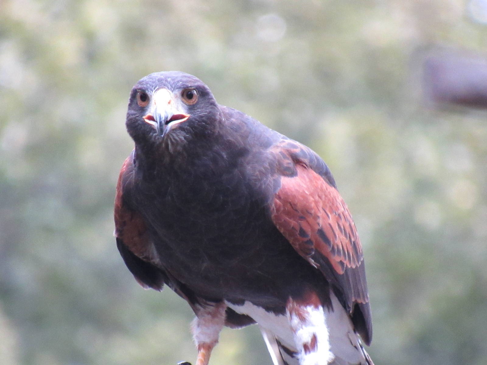 Harris' Hawk