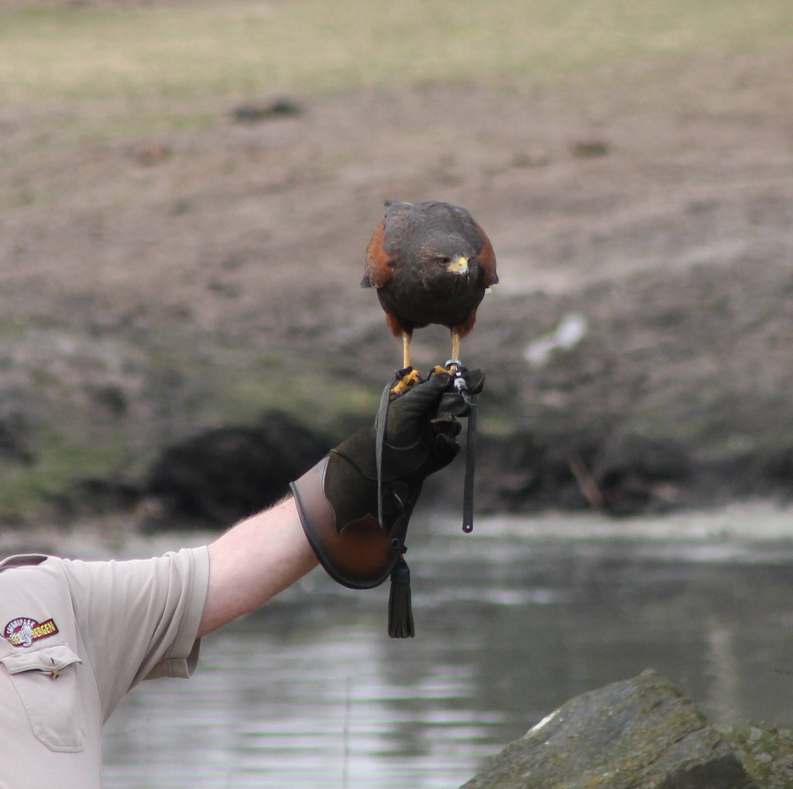 Harris hawk