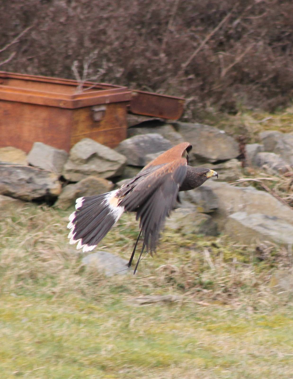 Harris hawk
