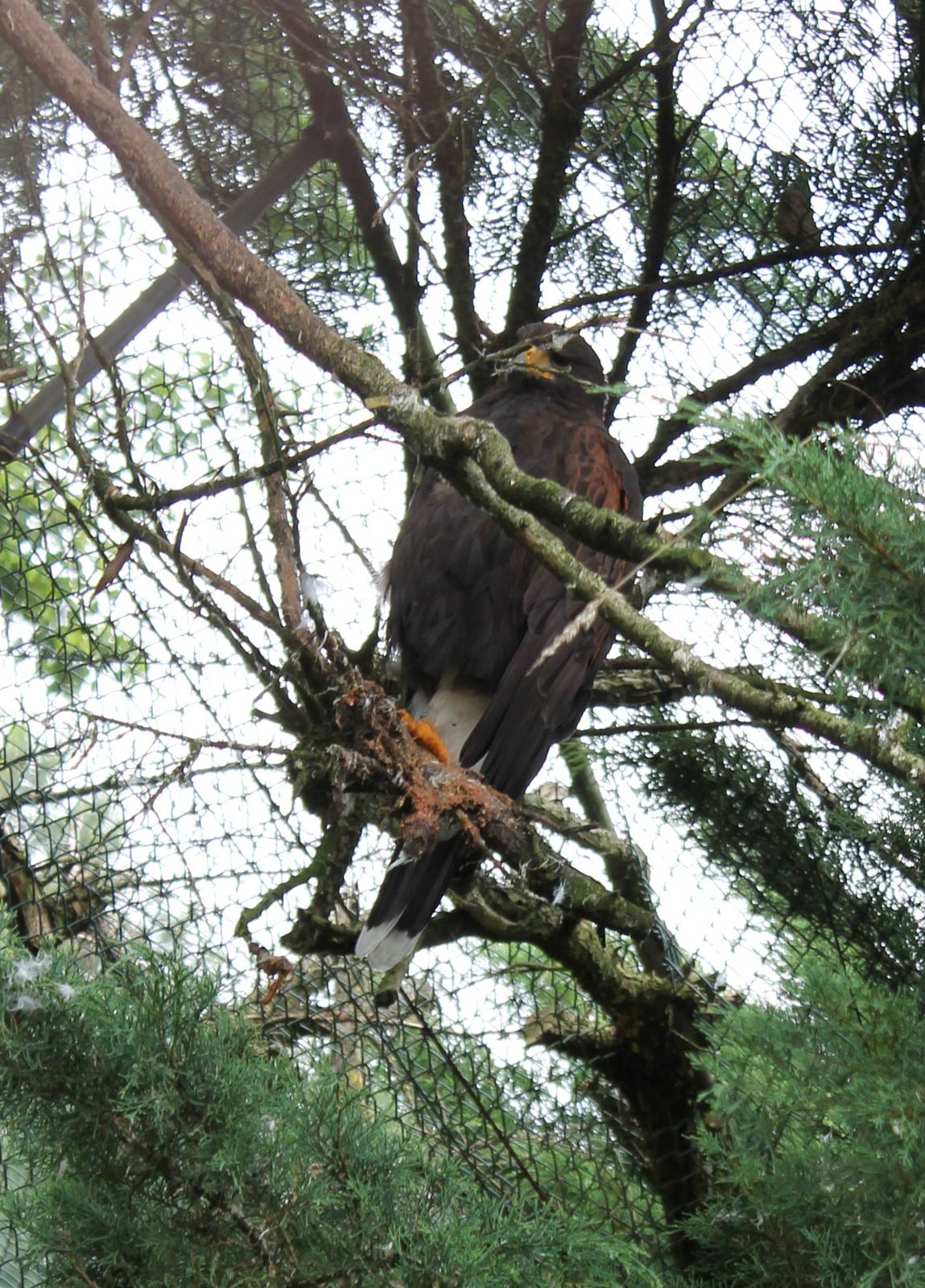 Harris hawk
