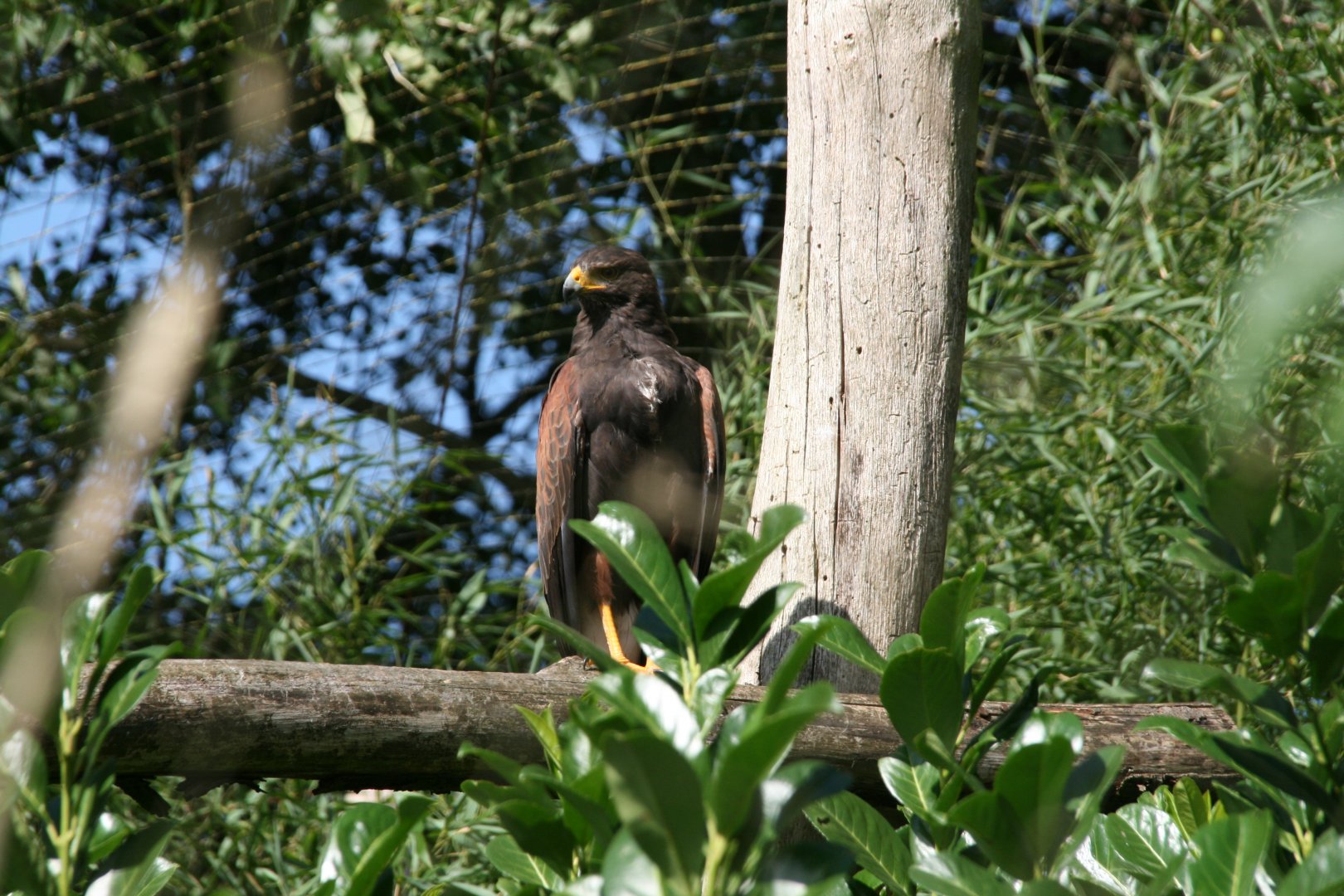 Harris hawk