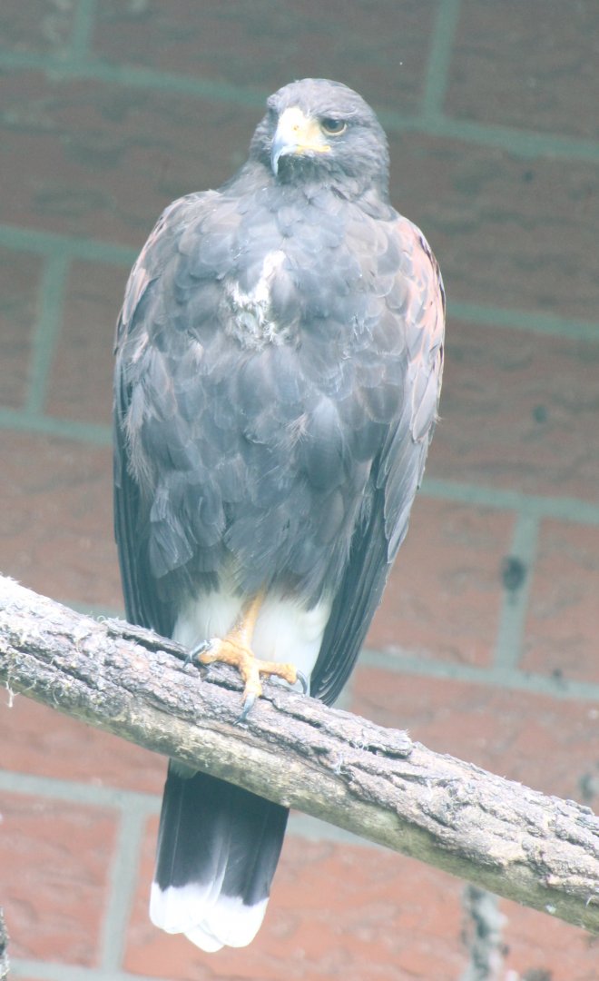 Harris hawk