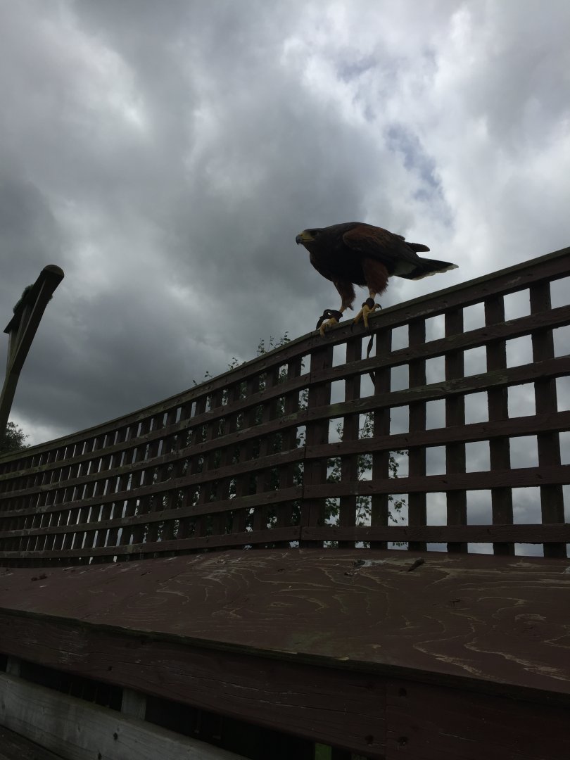Harris Hawk