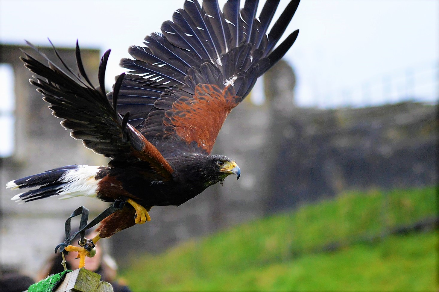 Harris hawk