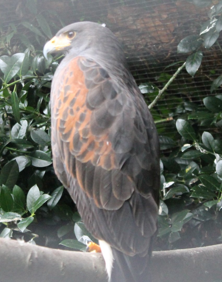 Harris hawk
