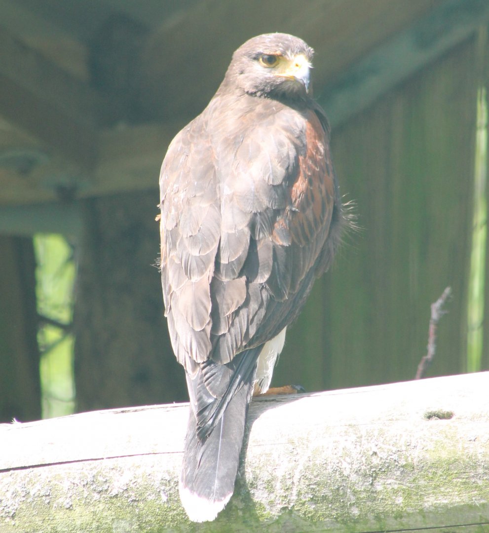 Harris hawk